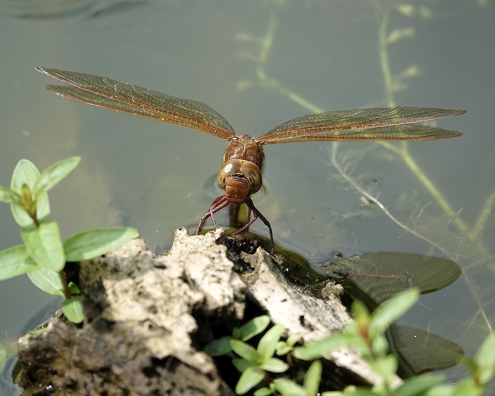 brown hawker